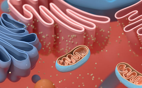 What Is Mitophagy? How It Supports Mitochondria, Energy and Healthy Ageing