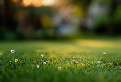 Premium Manapura NMN longevity supplement jar on grass in spring sunlight, representing cellular health and vitality